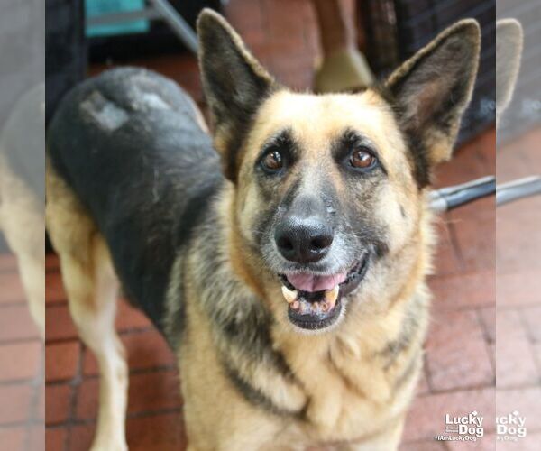 Medium Photo #6 German Shepherd Dog-Unknown Mix Puppy For Sale in Washington, DC, USA