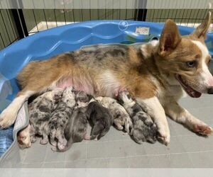 American Corgi Puppy for sale in BERNE, NY, USA