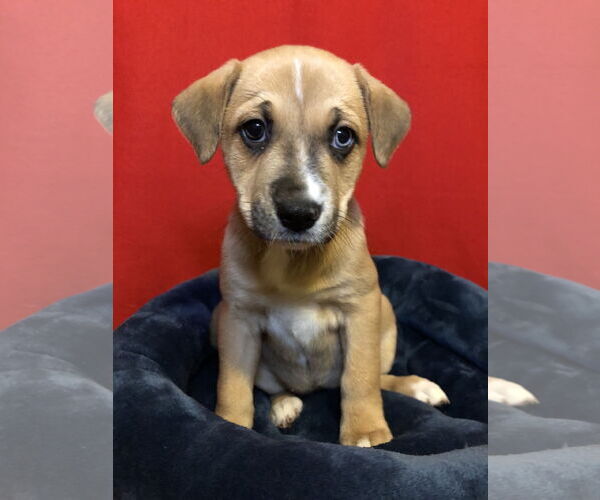 Medium Photo #4 Australian Shepherd-Unknown Mix Puppy For Sale in Hillsboro, MO, USA