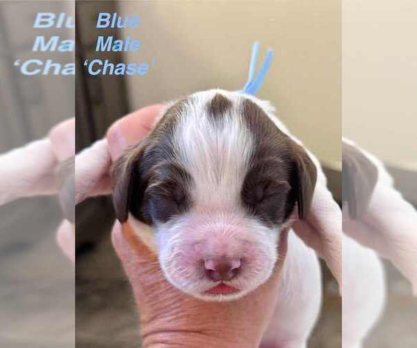 Medium Photo #1 English Springer Spaniel Puppy For Sale in BEAVER SPRINGS, PA, USA