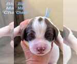 Puppy Puppy 2 English Springer Spaniel