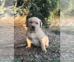 Small Photo #3 Labrador Retriever Puppy For Sale in STEVENS, PA, USA