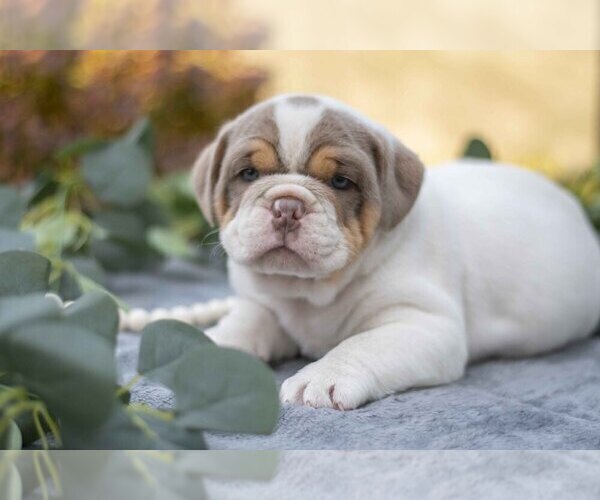 Medium Photo #1 Beabull Puppy For Sale in MILLERSBURG, OH, USA