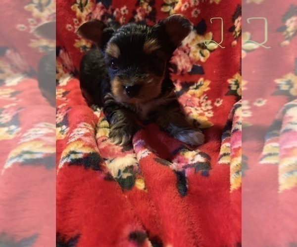 Medium Photo #10 Yorkshire Terrier Puppy For Sale in JOHNSTON CITY, IL, USA
