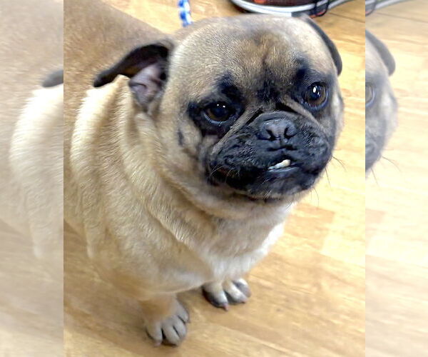 Medium Photo #1 Pug Puppy For Sale in Mount Airy, NC, USA