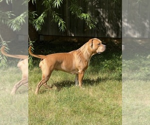 Mother of the American Bully puppies born on 03/13/2026