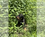 Small #5 Doberman Pinscher