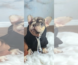 French Bulldog Puppy for sale in JONESBORO, GA, USA