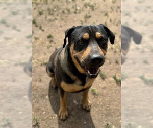 Rottweiler-Unknown Mix Dogs for adoption in Riverside, CA, USA