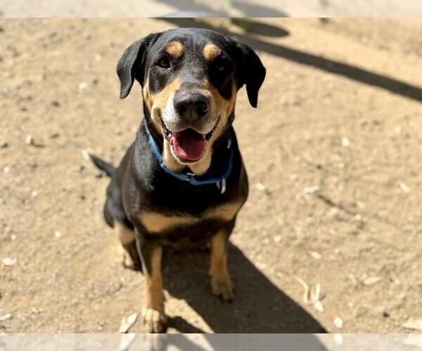 Medium Photo #1 Rottweiler-Unknown Mix Puppy For Sale in Martinez, CA, USA