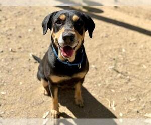 Rottweiler-Unknown Mix Dogs for adoption in Martinez, CA, USA
