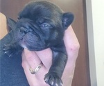 Small Photo #2 French Bulldog Puppy For Sale in SPFLD, MA, USA
