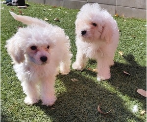 Poodle (Miniature) Puppy for Sale in LAKESIDE, California USA