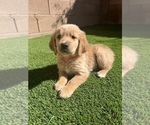 Small Photo #24 Golden Retriever Puppy For Sale in LAS VEGAS, NV, USA