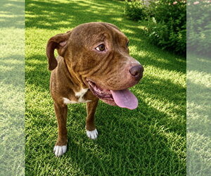 Lucius fka Shuppo - Male Mastiff-Staffordshire Bull Terrier Mix Dog for Adoption - Photo #4