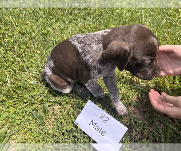 Medium Photo #9 German Shorthaired Pointer Puppy For Sale in BATESVILLE, IN, USA
