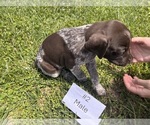 Small #8 German Shorthaired Pointer