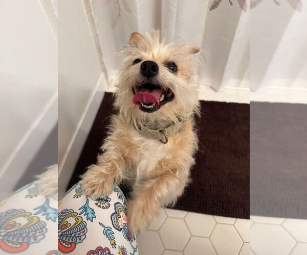 Medium Photo #12 Silky Terrier-Unknown Mix Puppy For Sale in Sayreville, NJ, NJ, USA