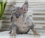 Small Photo #2 French Bulldog Puppy For Sale in SILVER SPRING, MD, USA