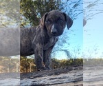 Small #14 Catahoula Leopard Dog