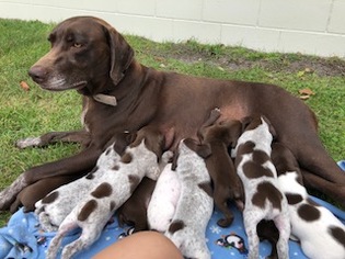 Mother of the German Shorthaired Pointer puppies born on 01/06/2018