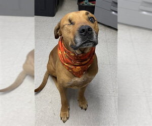 Mutt Dogs for adoption in Bakersfield, CA, USA