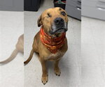 CAPTAIN MILO - Male Mutt Dog for Adoption - Small photo