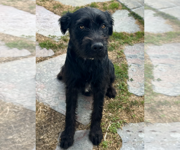 Medium Photo #1 Mutt Puppy For Sale in Newport Beach, CA, USA