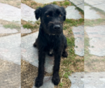Small Mutt