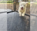 Small Photo #10 Miniature Australian Shepherd Puppy For Sale in BELLVILLE, OH, USA