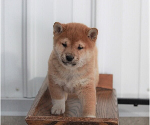 Medium Photo #3 Shiba Inu Puppy For Sale in APPLE CREEK, OH, USA