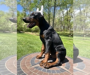 Doberman Pinscher Puppy for Sale in NEWTON, North Carolina USA
