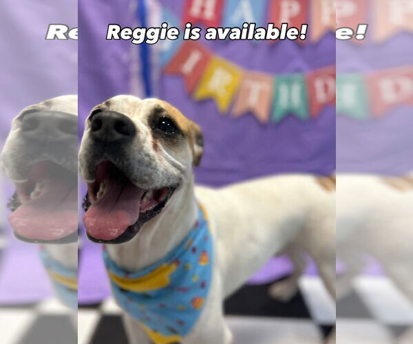Medium Photo #10 Bulloxer Puppy For Sale in Myrtle Beach, SC, USA