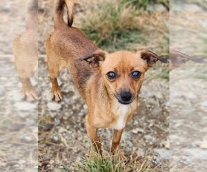 Chihuahua Dogs for adoption in Walnutport, PA, USA