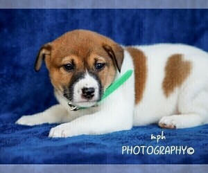 Jack Russell Terrier-Shiba Inu Mix Puppy for sale in LIBERTY, KY, USA