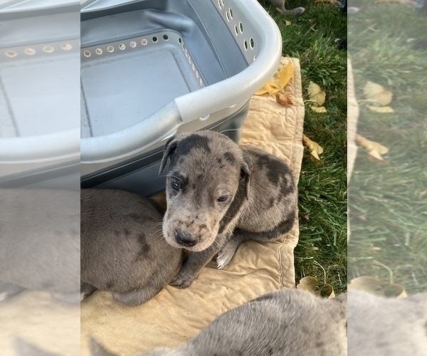 Medium Photo #6 Great Dane Puppy For Sale in CRESWELL, OR, USA