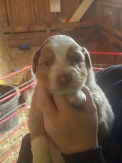 Australian Shepherd Puppy for sale in LAOTTO, IN, USA