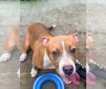 Small #1 Mutt