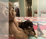 Small Photo #1 Australian Shepherd Puppy For Sale in POCAHONTAS, AR, USA