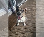 Small #1 Mutt