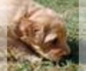 Labradoodle Puppy for sale in PLEASANTON, TX, USA