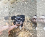 Small Photo #5 Schnauzer (Miniature) Puppy For Sale in CANBY, OR, USA