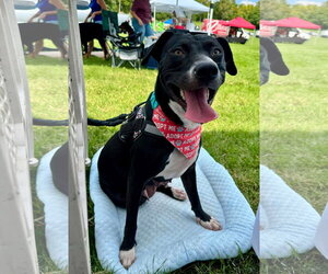 American Pit Bull Terrier-Unknown Mix Dogs for adoption in Germantown, OH, USA