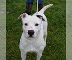 Small #1 American Pit Bull Terrier-Labrador Retriever Mix