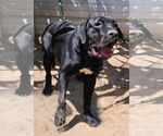 Small #10 Labrador Retriever Mix