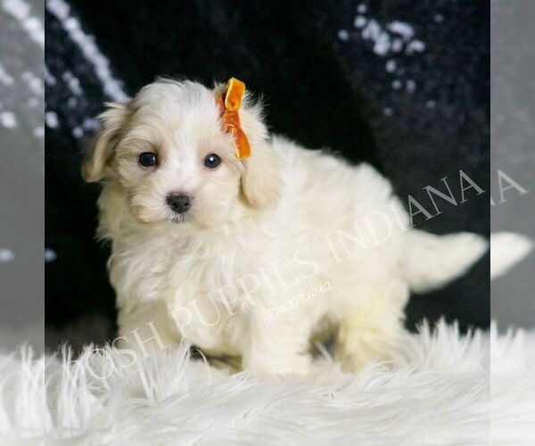 Medium Photo #5 Maltipoo Puppy For Sale in WARSAW, IN, USA