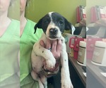 Small #4 Borador