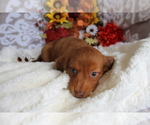 Small #4 Dachshund