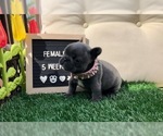 Small Photo #4 French Bulldog Puppy For Sale in RIVERSIDE, CA, USA