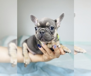 French Bulldog Puppy for sale in SAN BERNARDINO, CA, USA